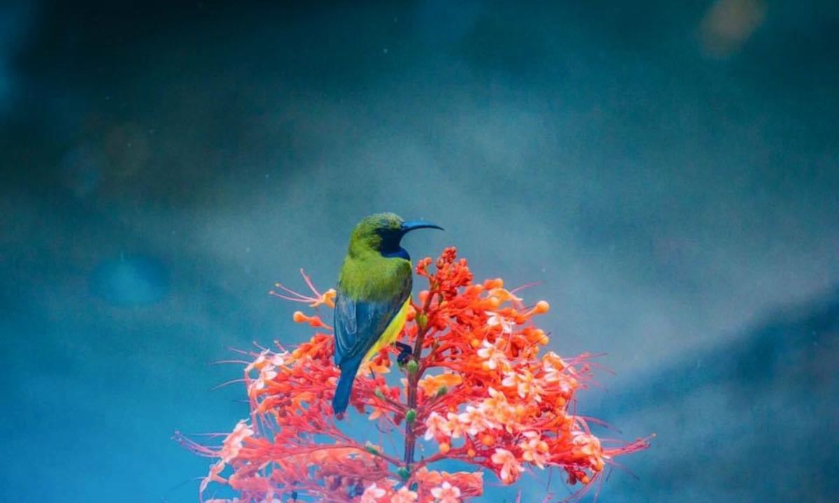 15 General Dream Meaning Birds & Their Interpretations