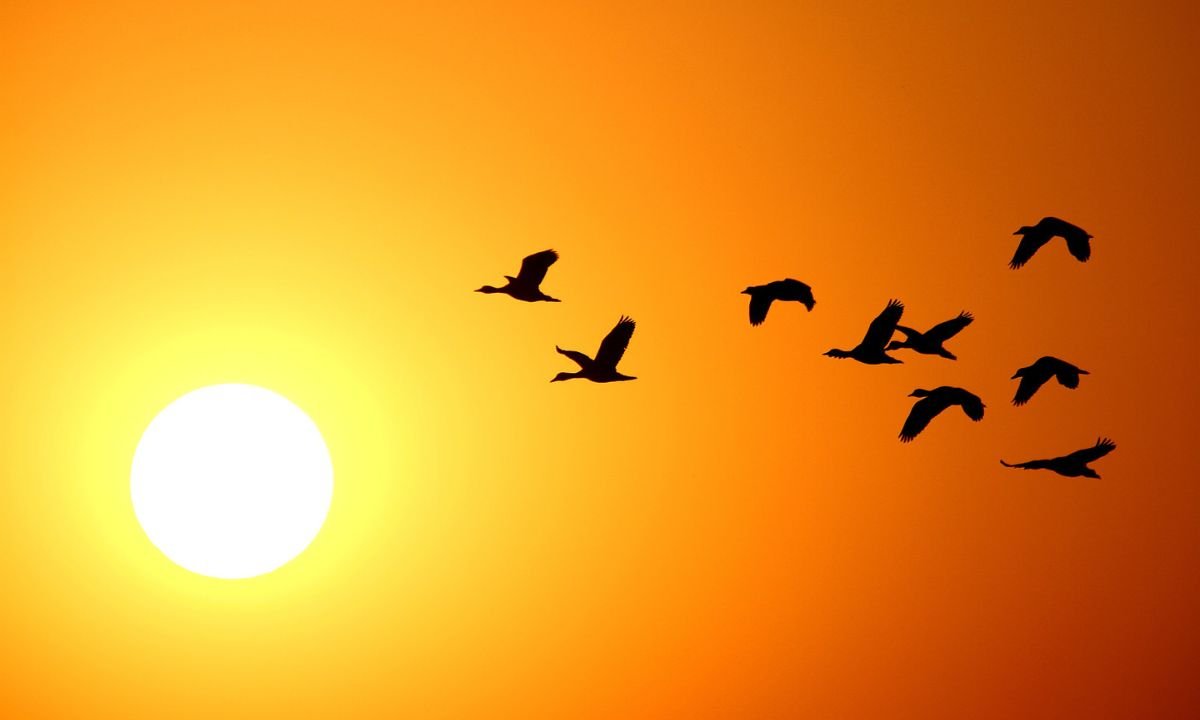 Seeing Birds in Dream Hindu Meaning