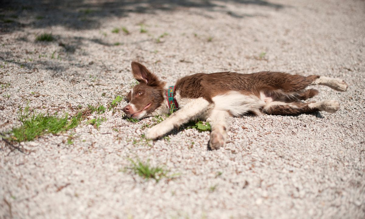 Dog dying in dream Islam Meaning