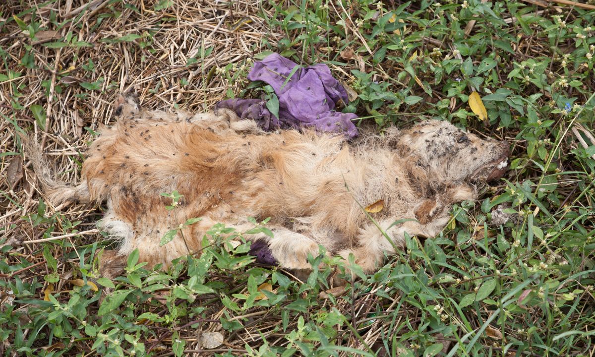 Dead Dog in dream Hindu Meaning