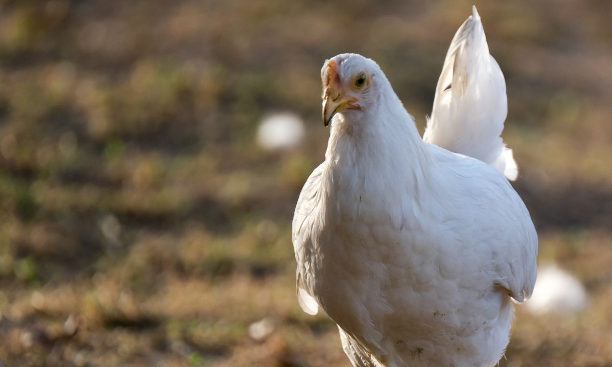 Biblical meaning of chicken in a dream