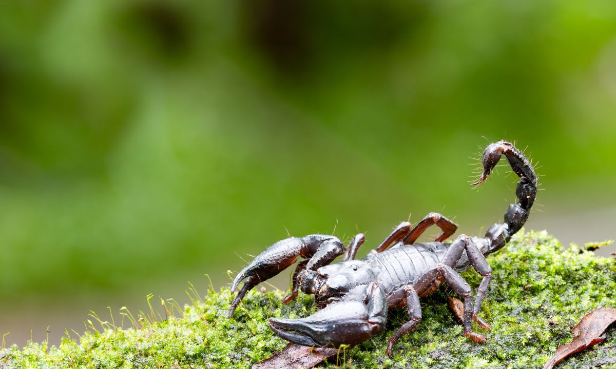 Common Dream Interpretation Scorpions With Their Meanings