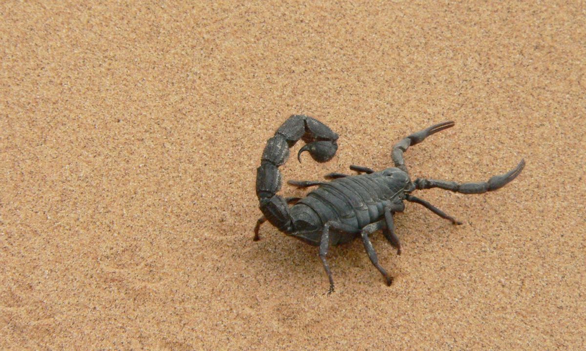 Spiritual Meaning of Scorpion in Dreams