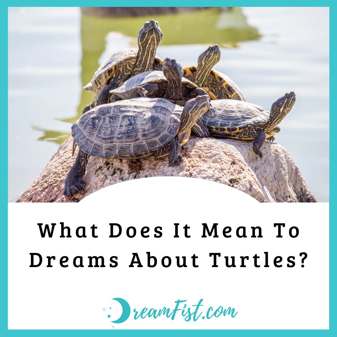 What do Dreams about Turtles Mean?