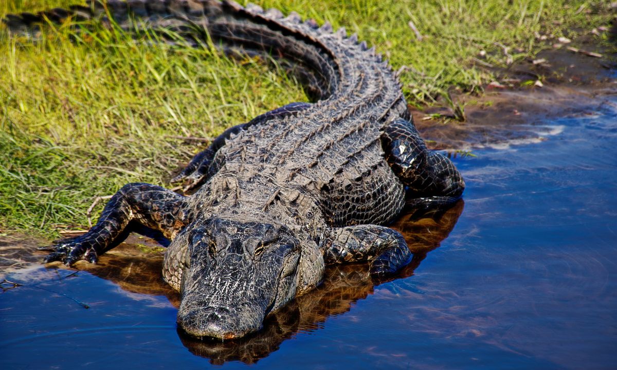 Spiritual Meaning of Alligators in Dreams