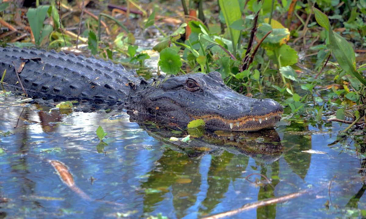 11 General Interpretations on Dreams about Alligators