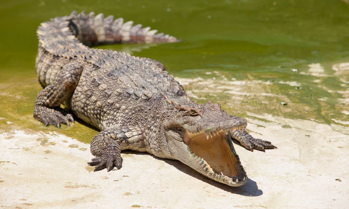 Biblical Meaning of Alligator in Dreams 