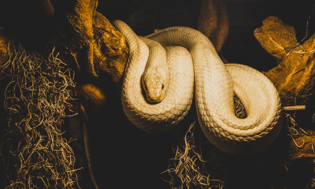 13 Common Dreams About Killing Snakes