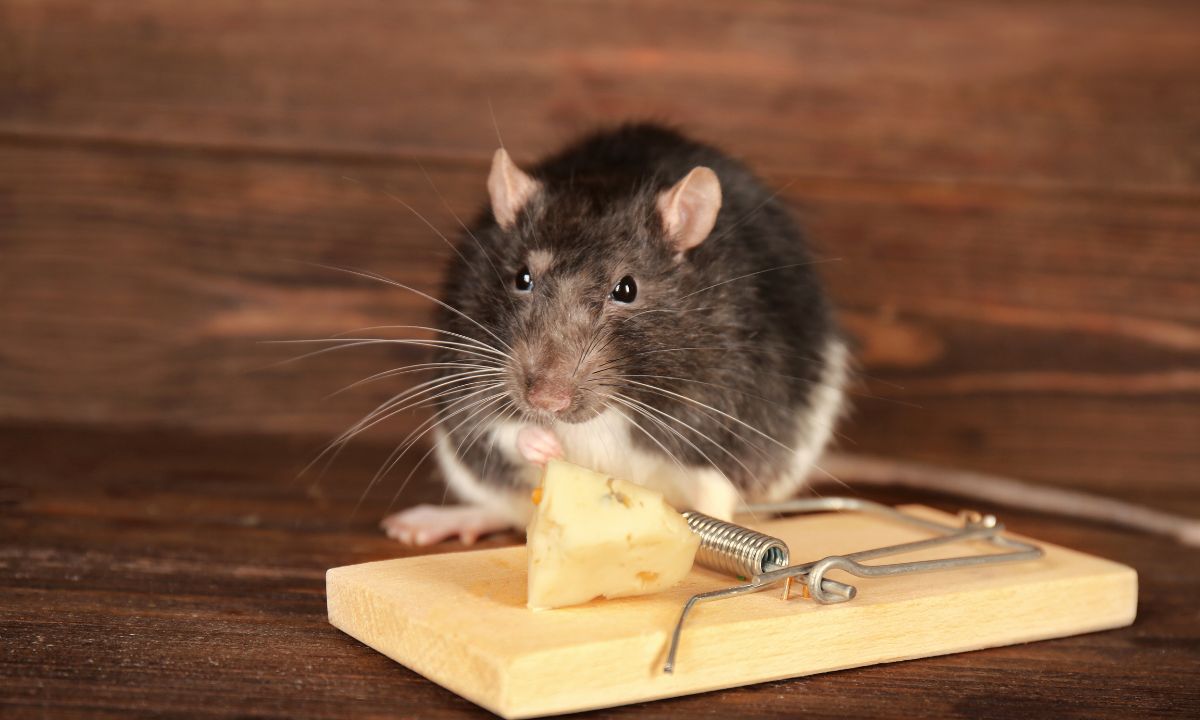 Common Scenarios About Rats In Dreams & Their Meanings