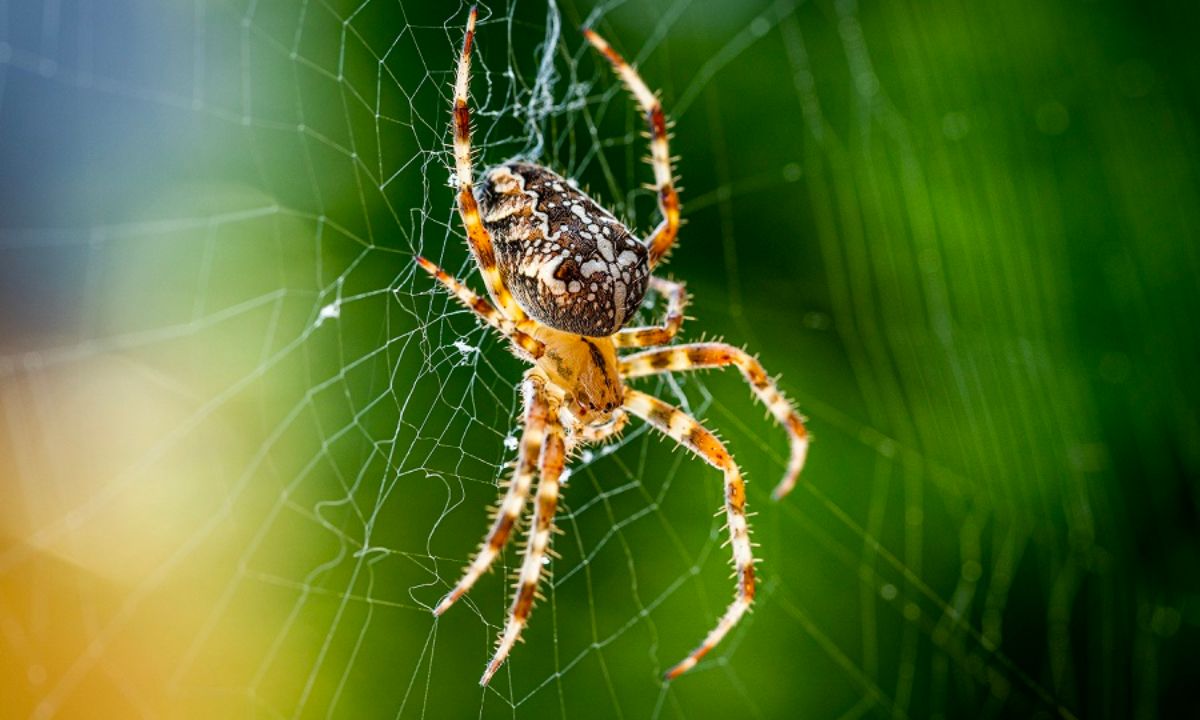 Common Dream Interpretations About Spiders With Their Meanings