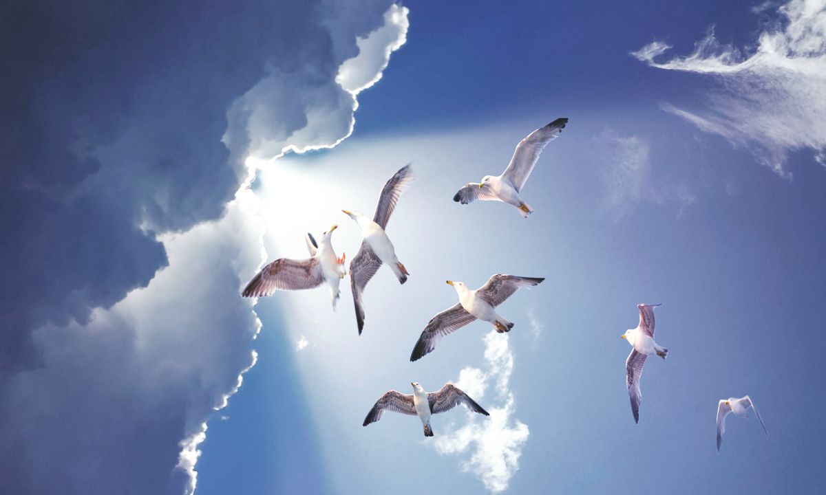 Spiritual meaning of seeing a white bird
