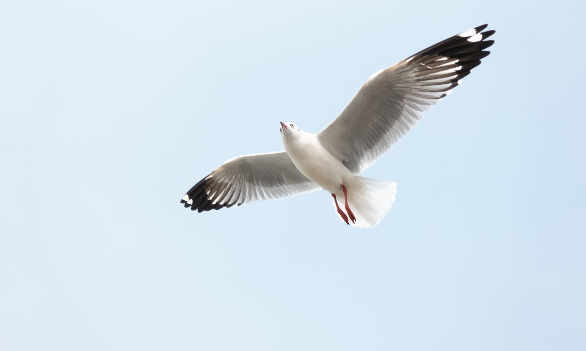 White bird meaning in Bible