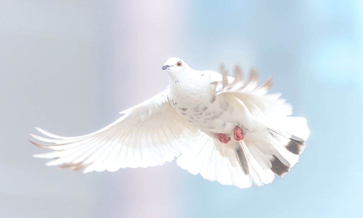 White bird dream meaning Islam