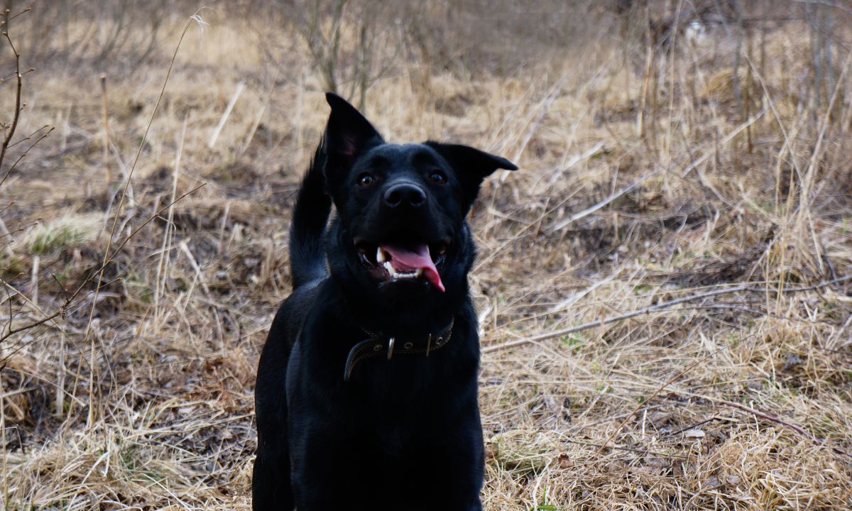 General Dreams About Black Dogs & Their Interpretations