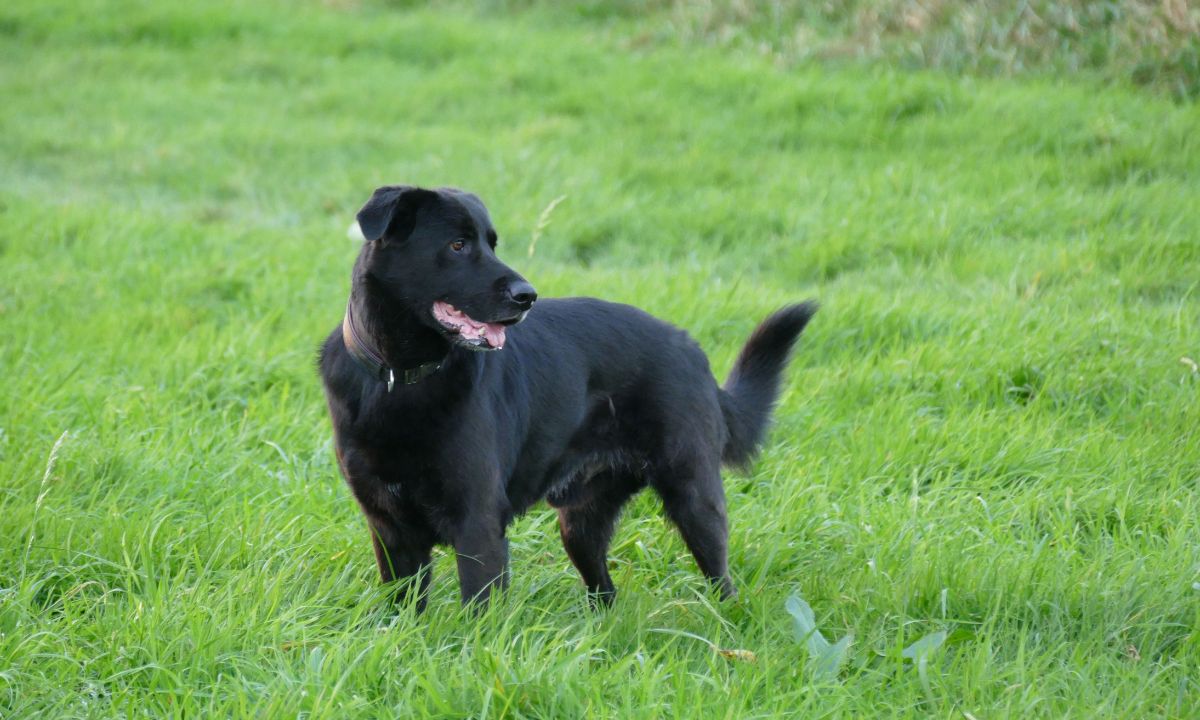 Seeing Black Dog In Dream Hindu Meaning