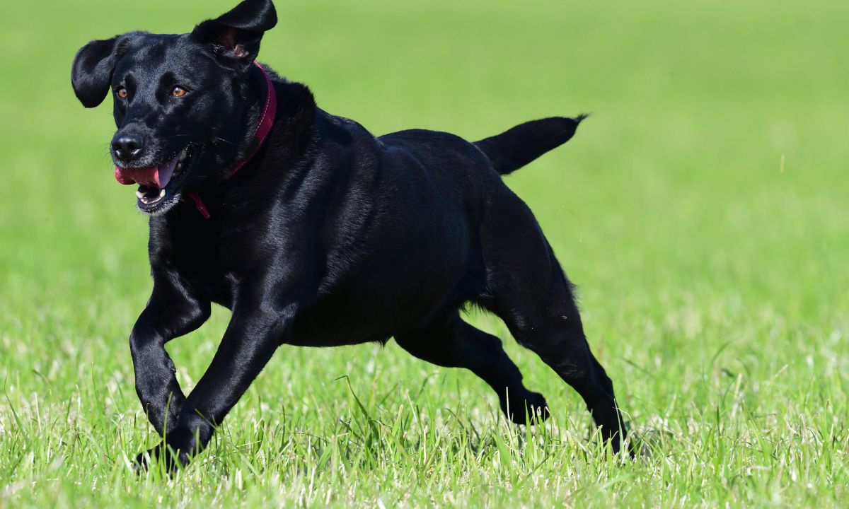 Black Dog In Dream Biblical Meaning