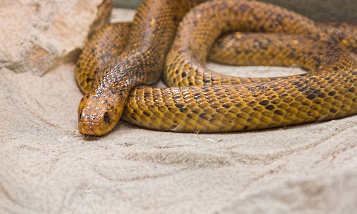 11 General Dreams About Snakes In Bed With Their Meanings