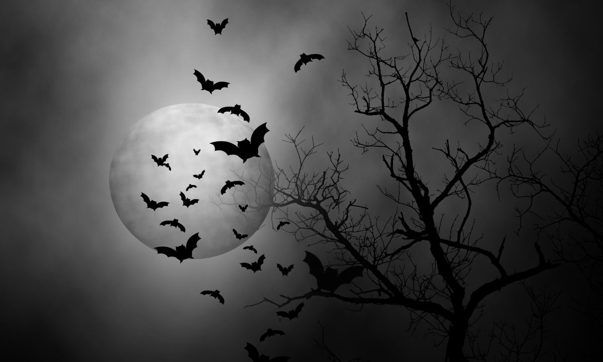 Spiritual Meaning Of Seeing A Bat In a Dream