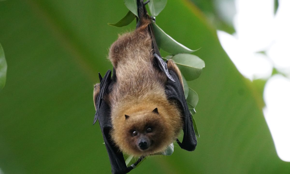 Biblical Meaning of Bats in Dreams