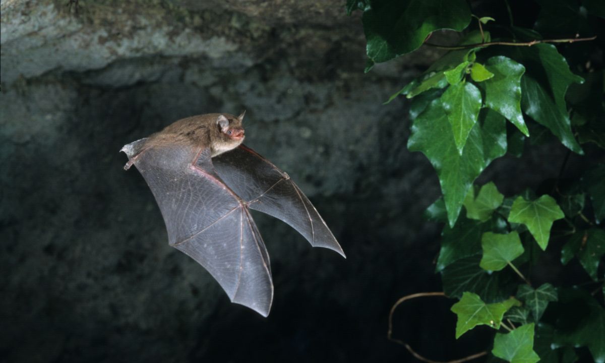 Seeing Bat in Dream Hindu Meaning