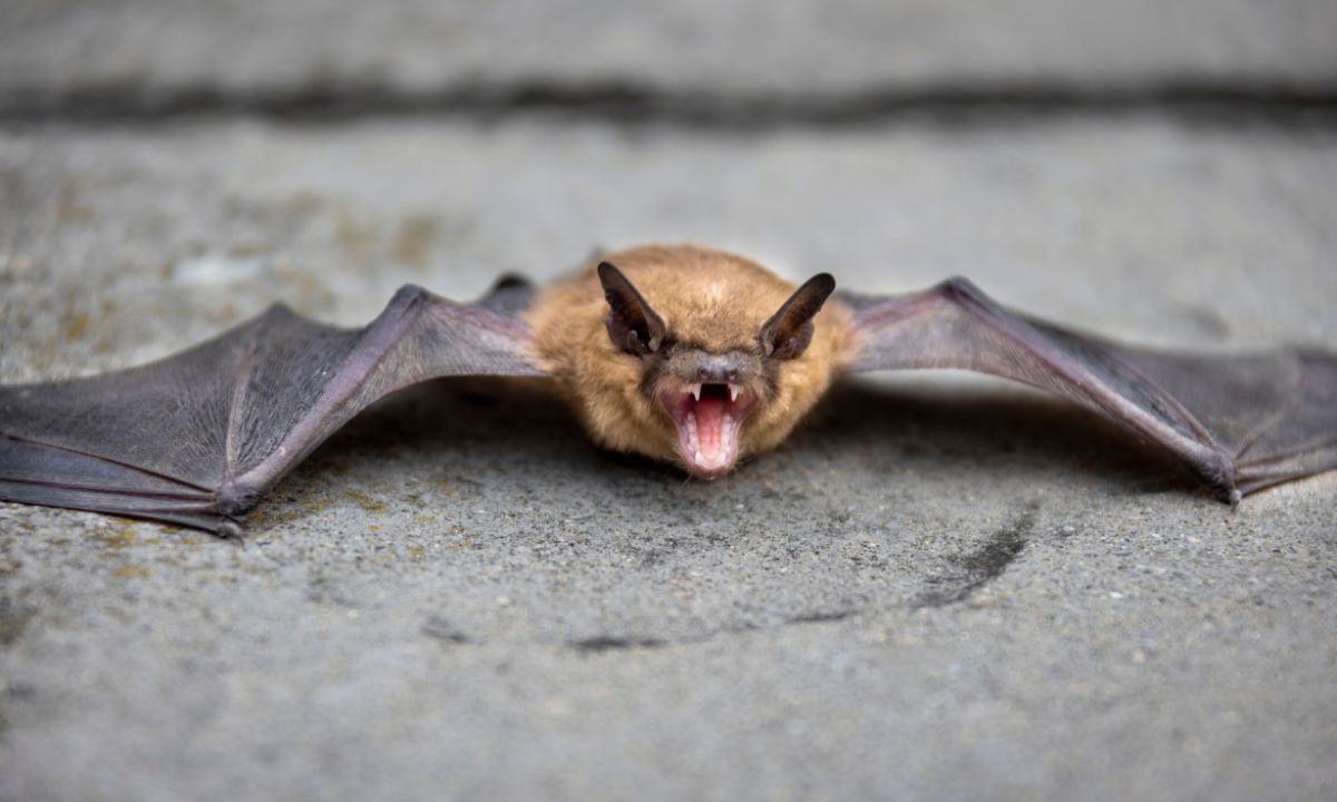 11 Common Dreams About Bats & Their Meanings