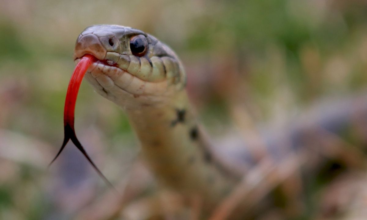 Different Colors Snakes Chase Dreams With Their Meanings