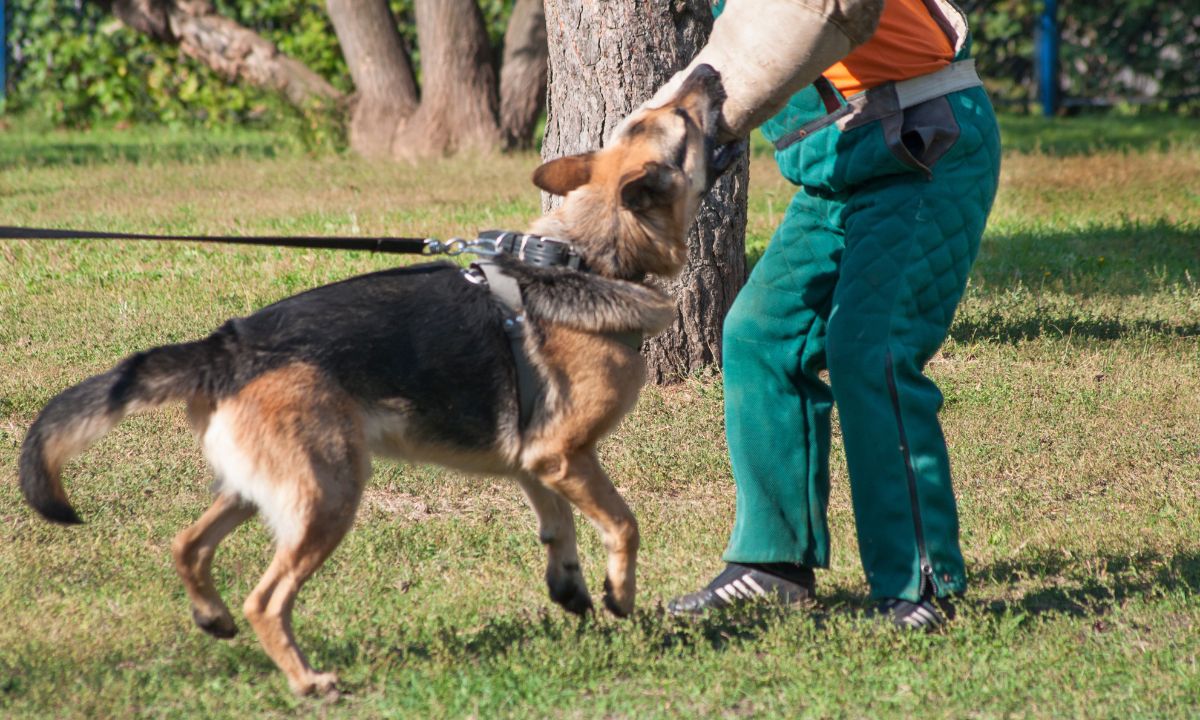 Seeing Dog Attacking In Dream Islamic Meaning