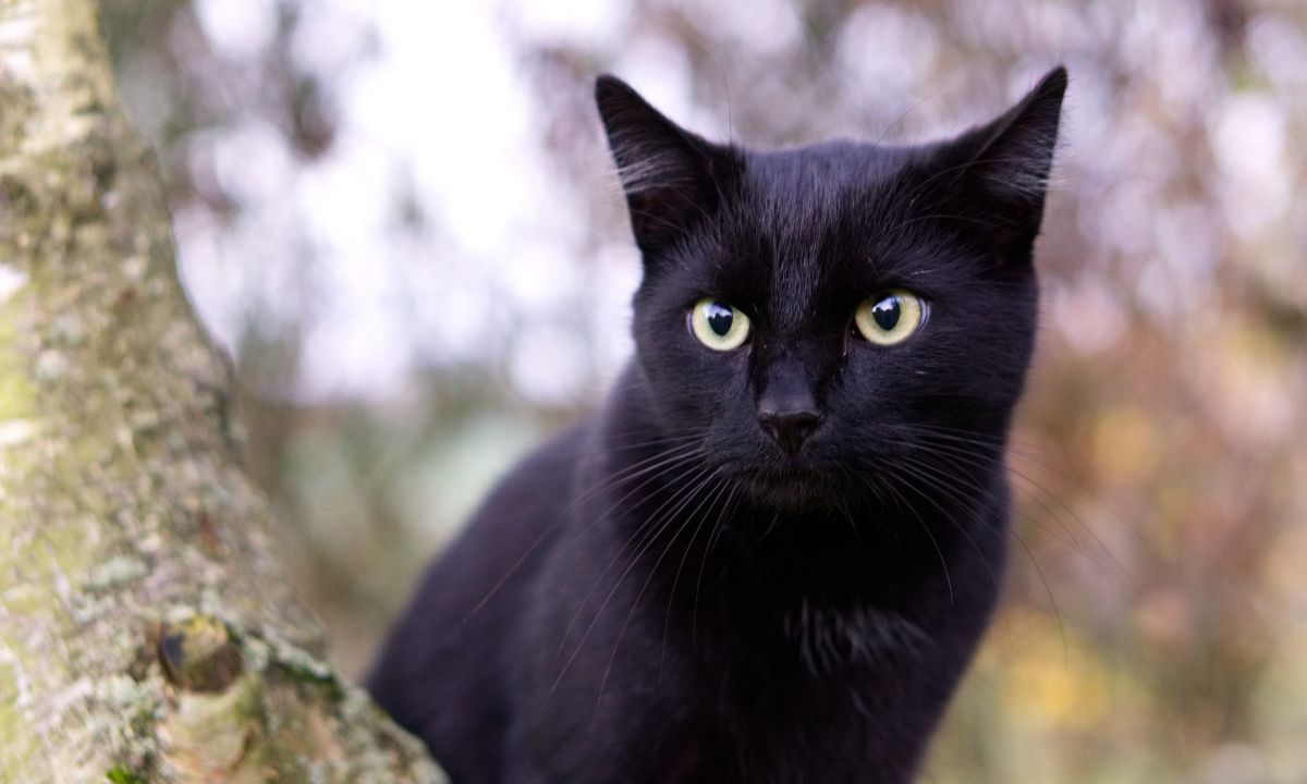 Spiritual Meaning of Black Cats In Dreams
