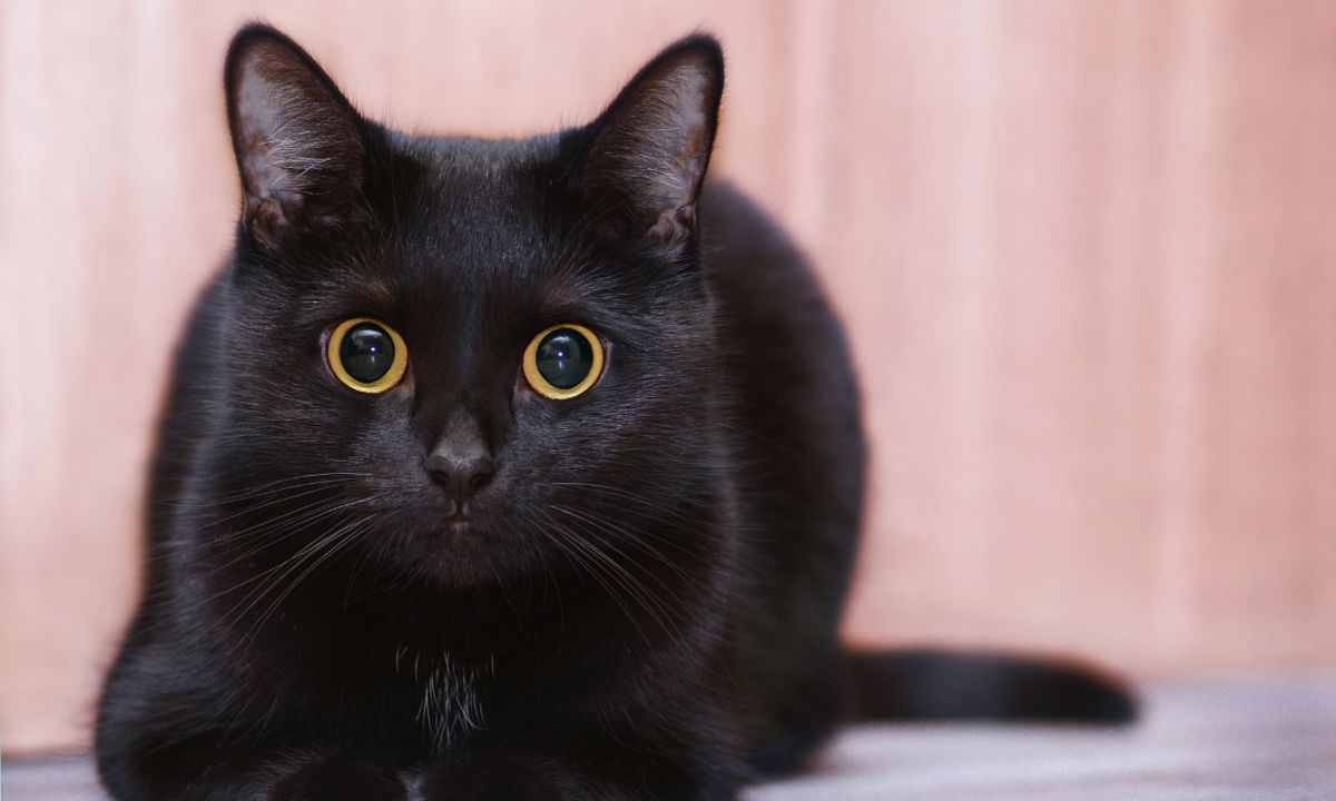 Seeing Black Cat In Dream Islamic Meaning