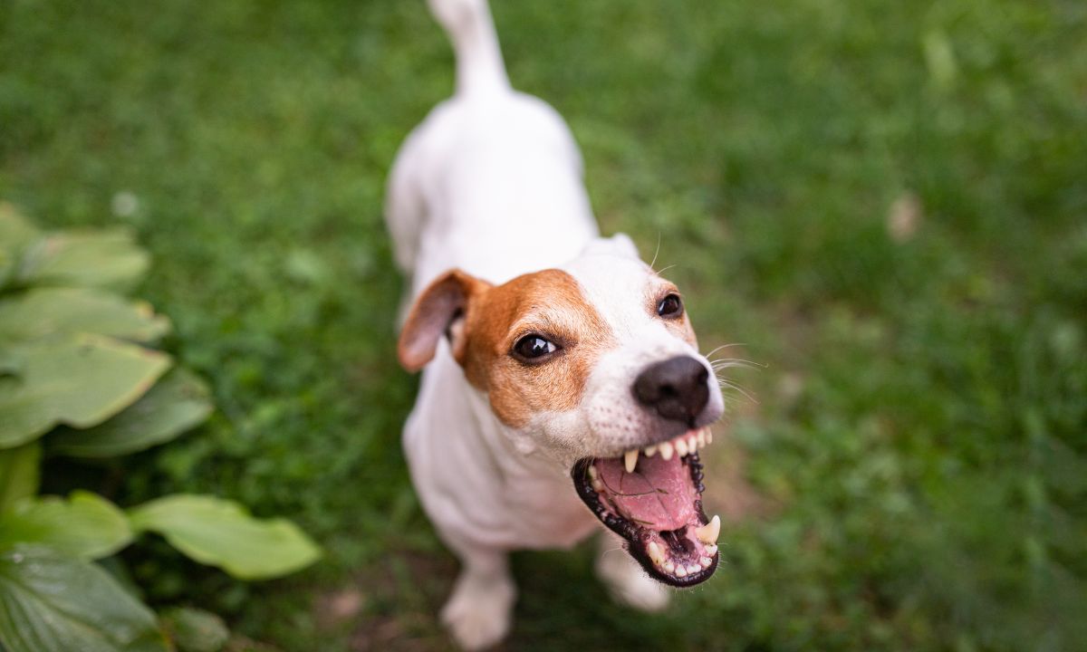 Dog Barking In Dream Spiritual Meaning