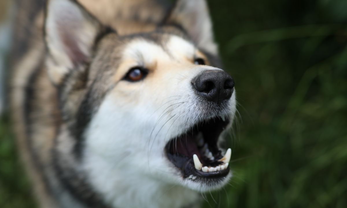 Dog Barking At You In Dream Islamic Meaning