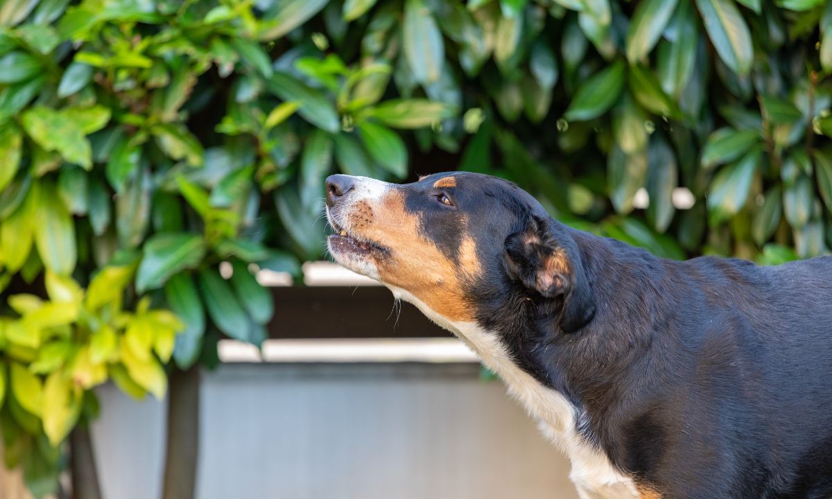 Dog Barking In Dream Hinduism Meaning