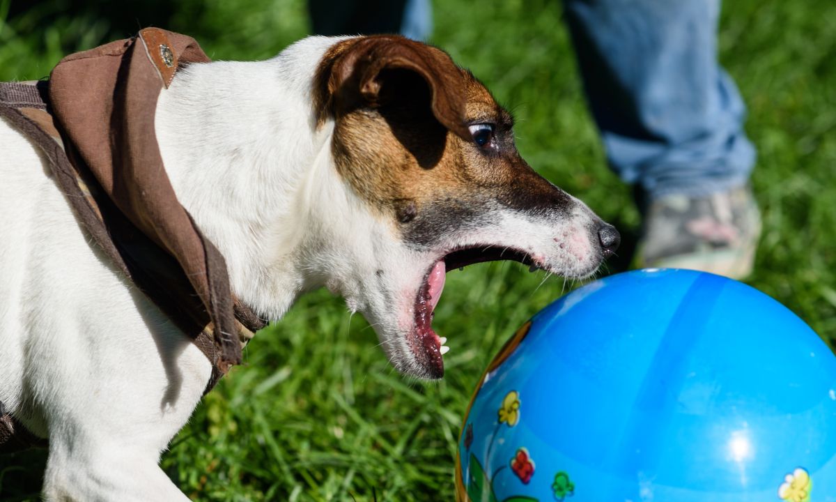 Dog Biting In Dream Islamic Meaning