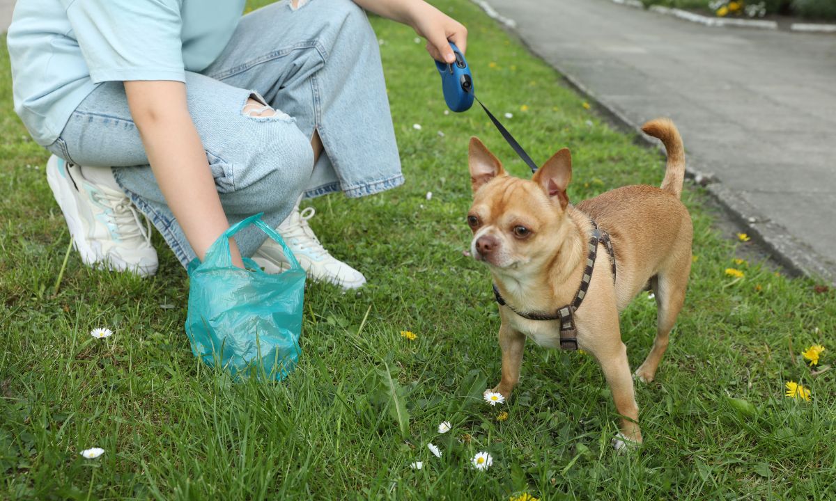 Biblical Meaning of Dog Poop In a Dream