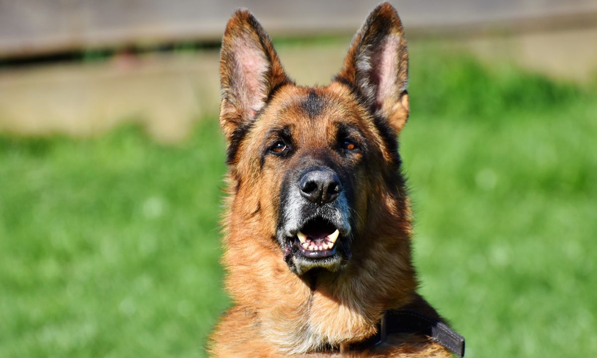 Spiritual Meaning of German Shepherd Dream