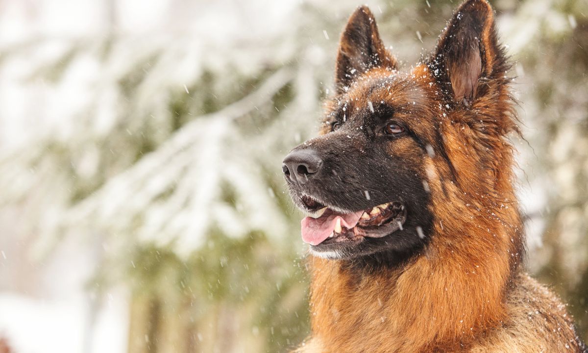 General Dreams About German Shepherds & Their Symbolism