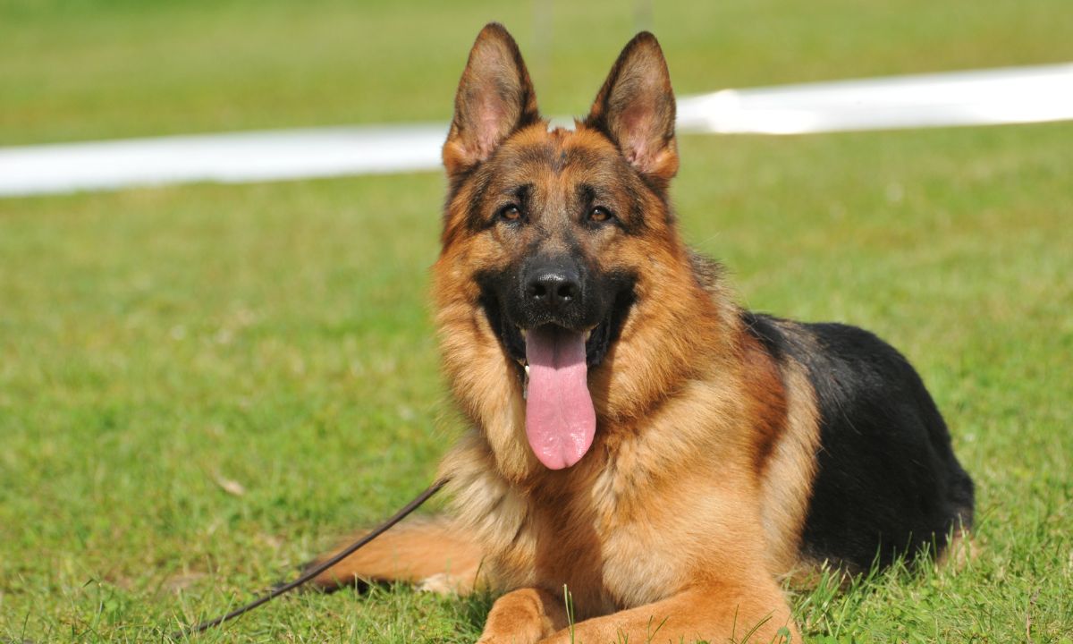 Biblical Meaning of German Shepherd Dream