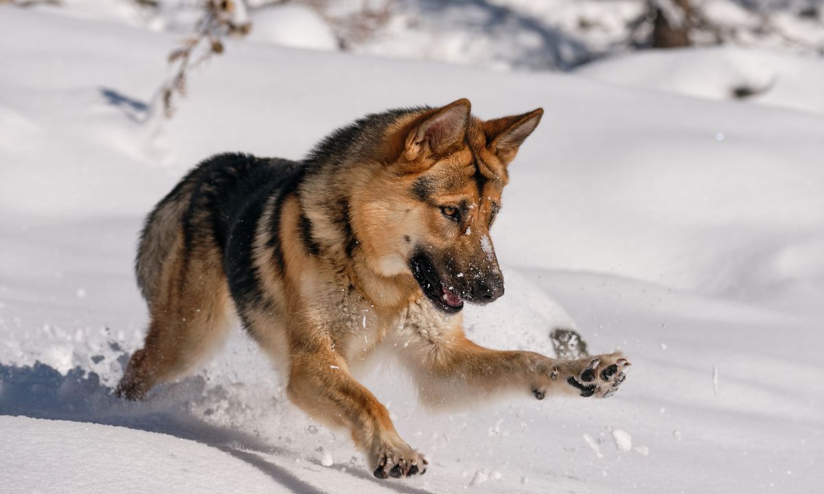 German Shepherd in Dream Islamic Meaning