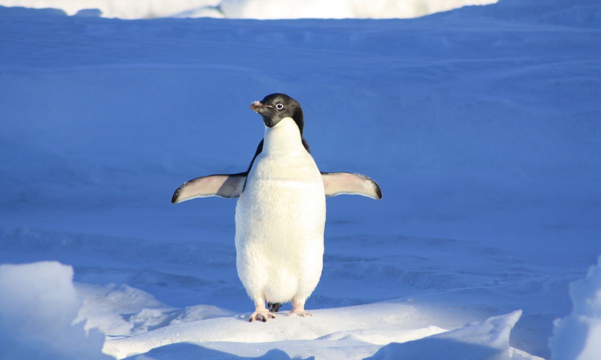 Spiritual Meaning of Penguin In A Dream