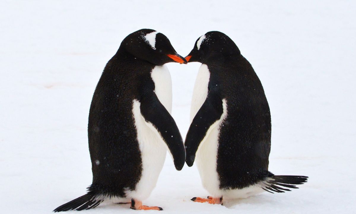 Dream interpretation penguins & Their Meanings