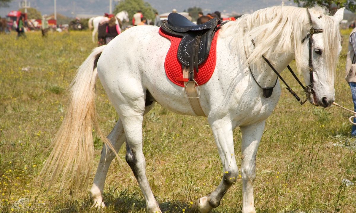 Spiritual Meaning of White Horse In Dream