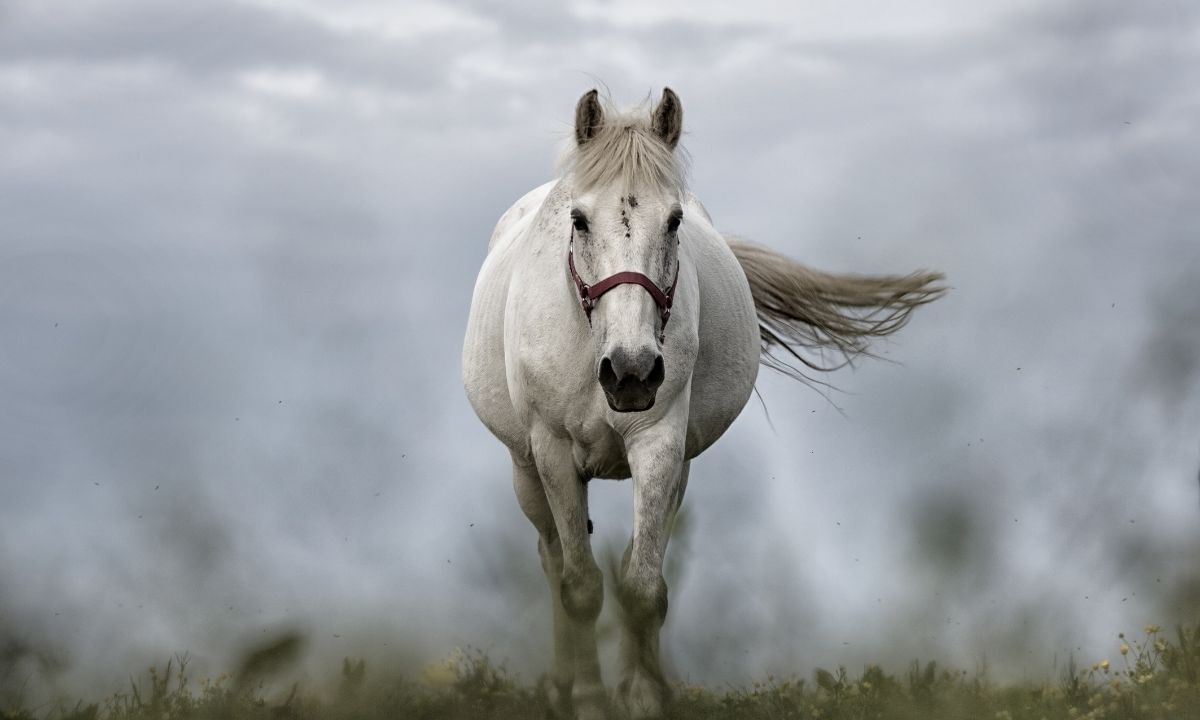 Common Dreams About White Horses & Their Interpretations