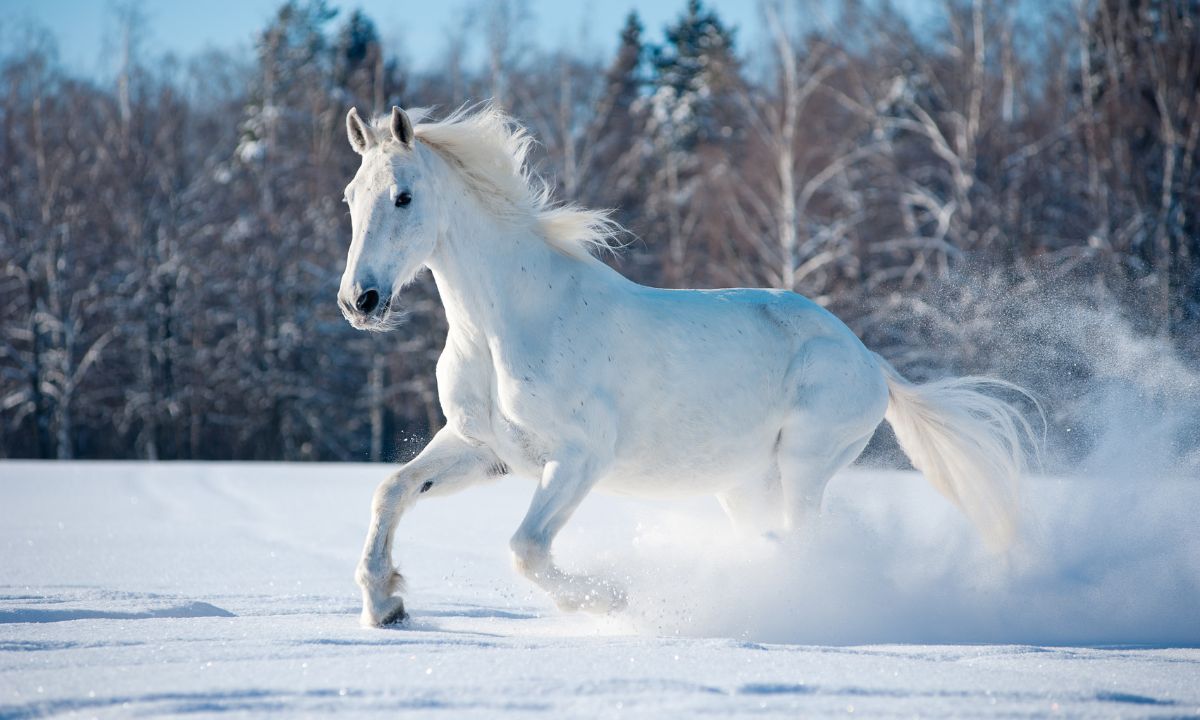 Seeing White Horse In Dream Hinduism Meaning