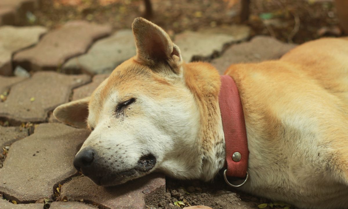 Seeing Dead Dog In Dream Hinduism Meaning