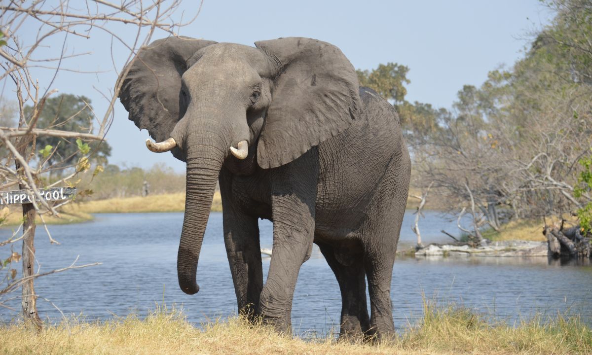 Seeing Elephant In Dream In Hinduism Meaning