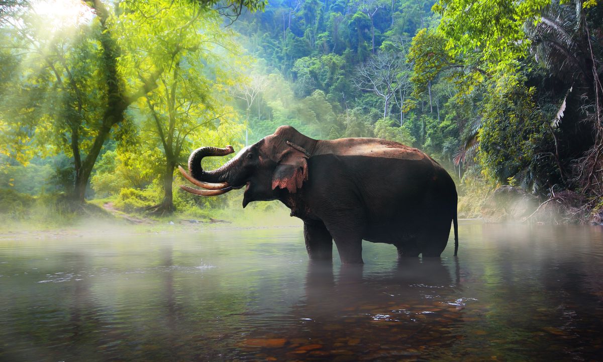 Spiritual Meaning of Elephants In Dreams