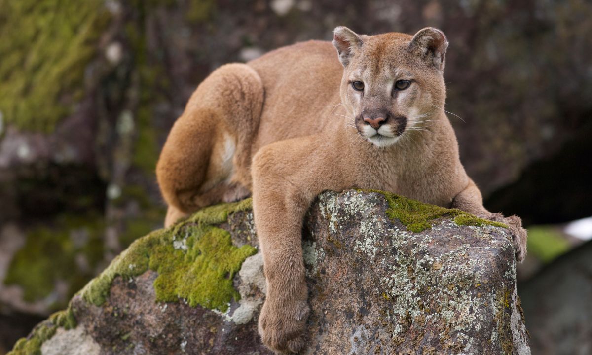 Spiritual Meaning Of Mountain Lion In Dream