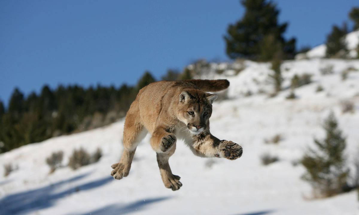 General Scenarios When You Dreams About a Mountain Lion