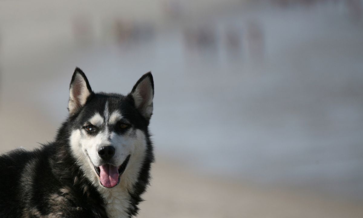 Common Dreams Of Husky & Their Meanings