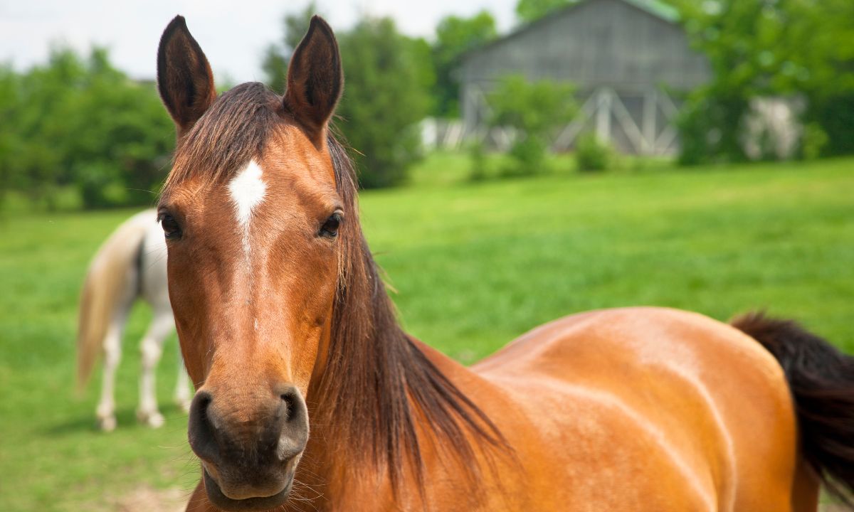 Specific Dreams Of Dead Horses & Their Meanings